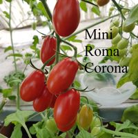 Mini Roma Corona